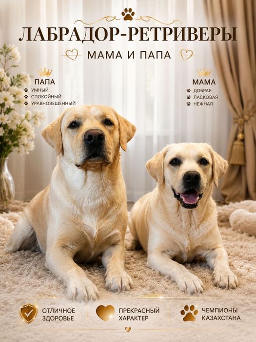Щенки лабрадор- ретривер