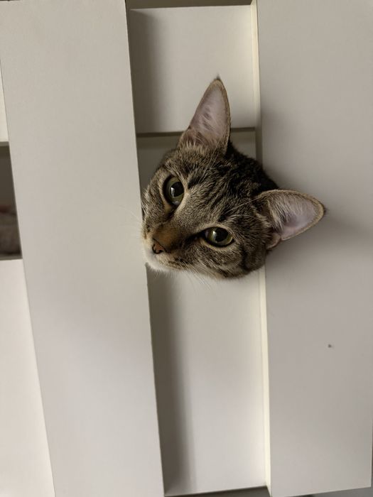 Отдам кошку в добрые руки