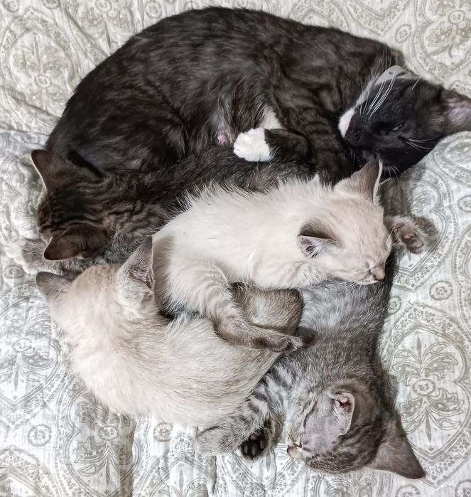 Котята ищут дом!