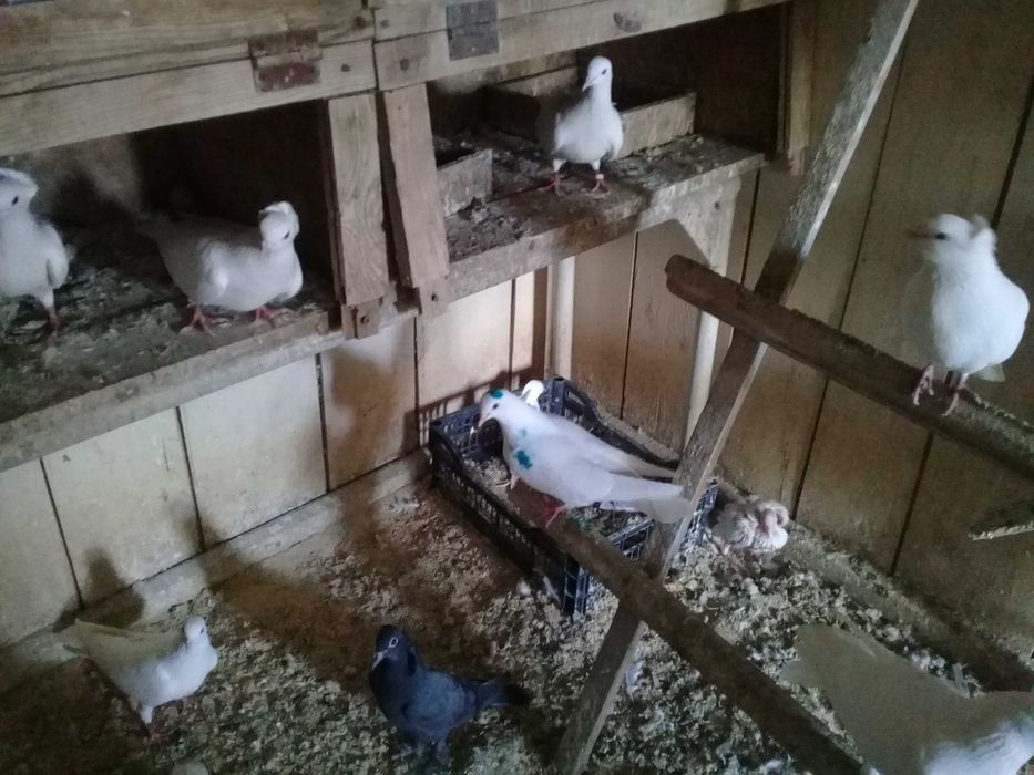 Продам бакинцы молодежь  голубей