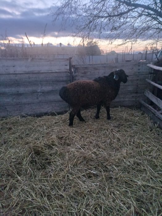 Кошкар Гиссар-Еділбай