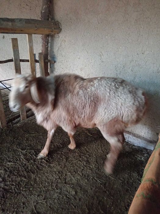 Qo'chqor zotga Edilbay poroda sotiladi