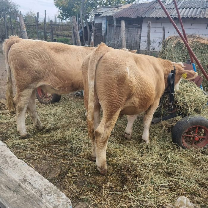Vând tăurași și-o vitea 6 luni