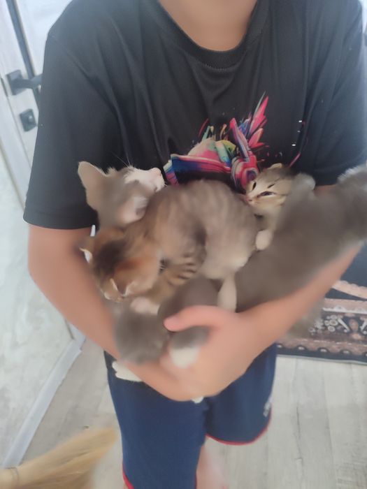 Отдам котят мышеловок