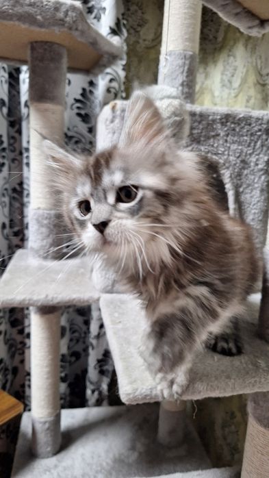 Котенок мейн-кун,девочка