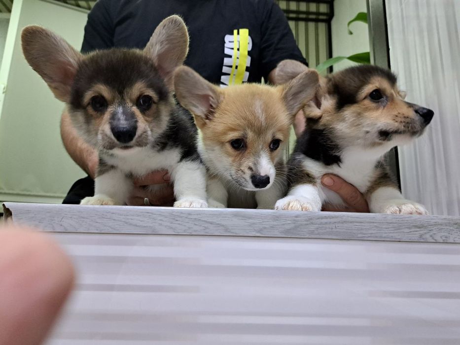 Здравствуйте продаются шикарные щенки Корги вельш Пемброк