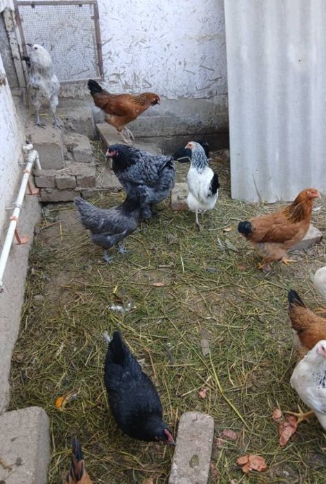 Инкубационные яйца