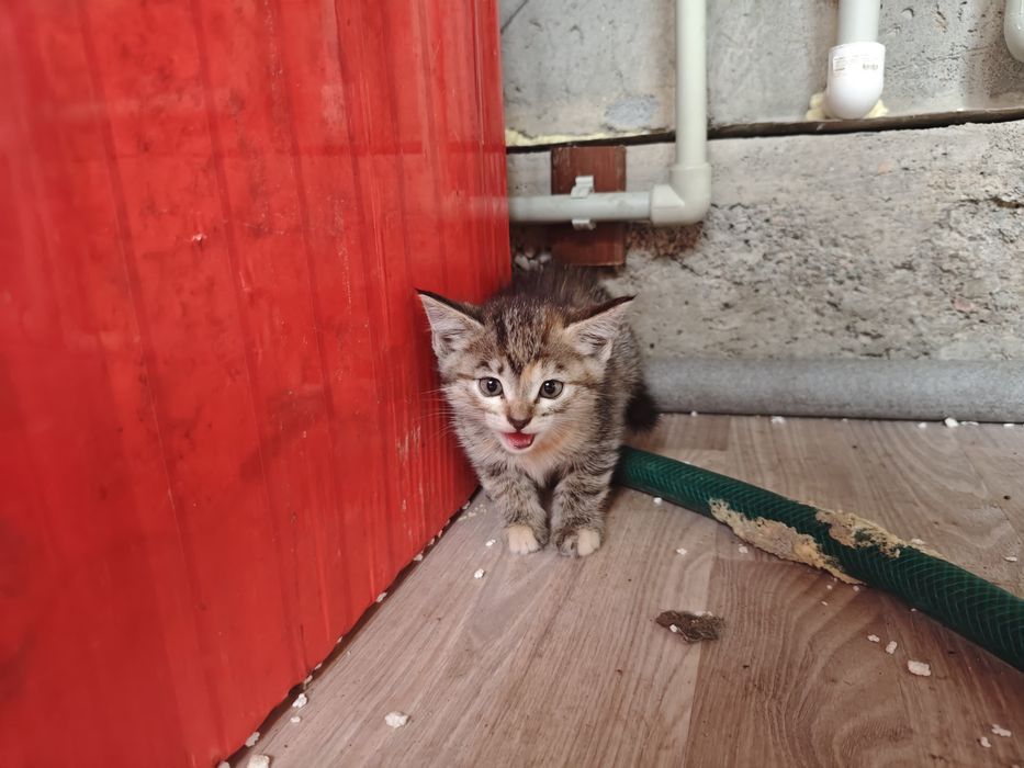 Котята в добые руки