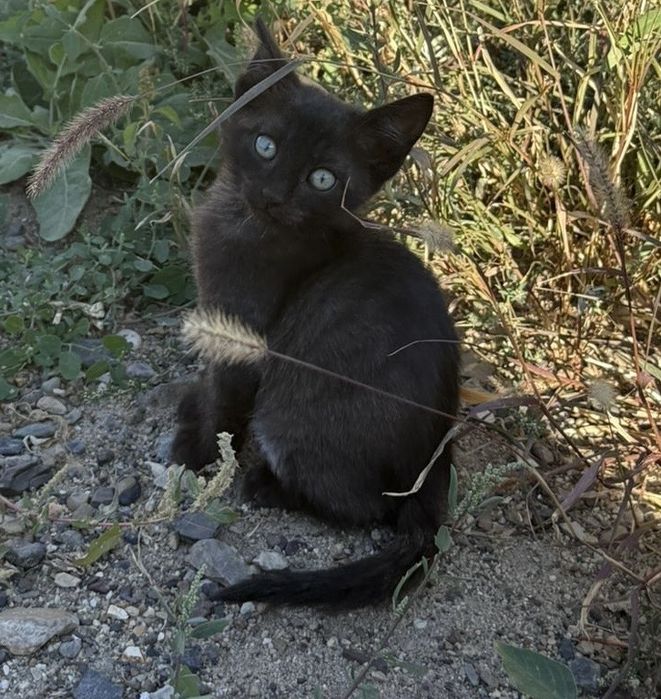 Отдам котят в добрые руки