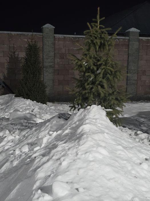 Продам ель 3 штуки