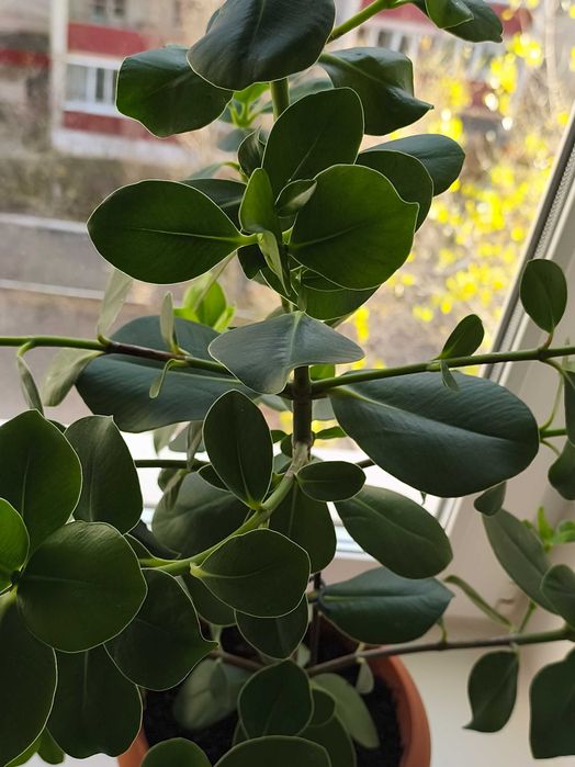 Красивое комнатное растение клузия