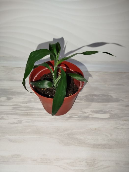 Dratsenna sanderra detkasi