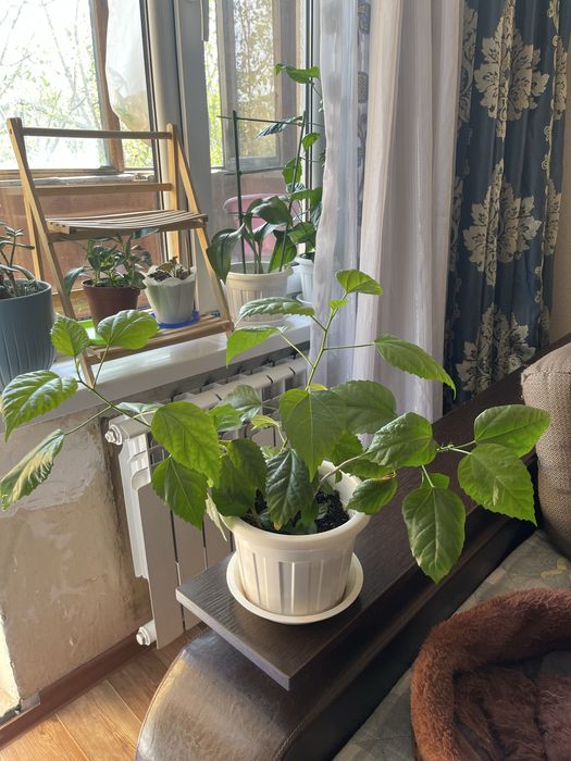 Гибискус или китайская роза