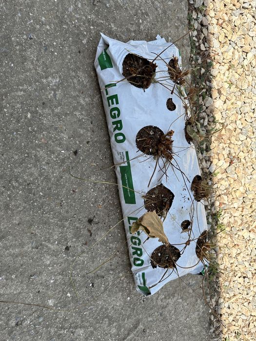 Чували с кокос хидропоника