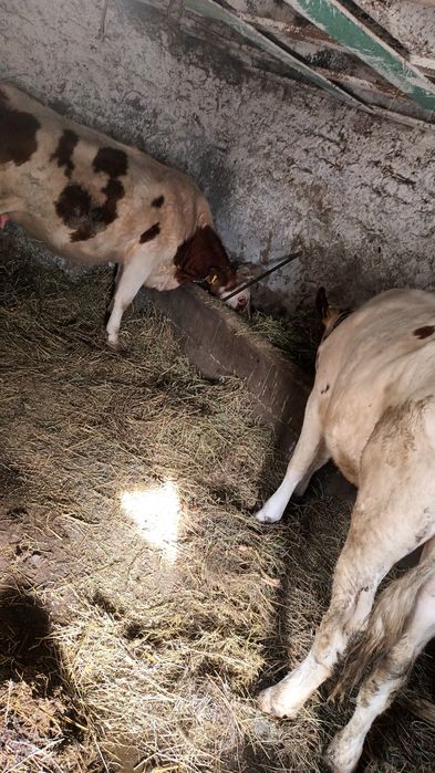 De vînzare 2 fetițe