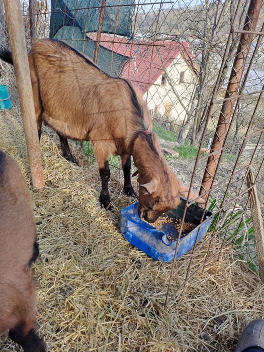 Capră alpina franceză