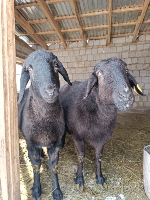 Семіз қойлар сатылады