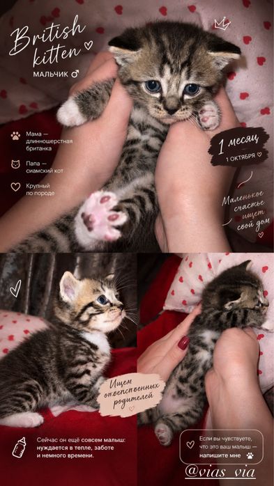 Британский котёнок