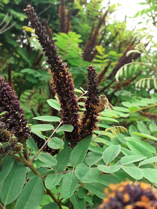 Vand miere de rapita și poliflora