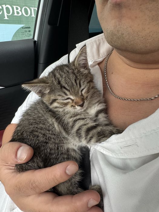 Отдам котенка бесплатно