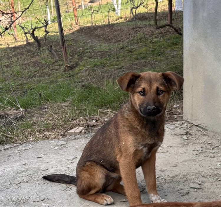 Cățelușele își caută familii!