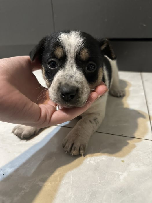 Щенки 3 недели малчики