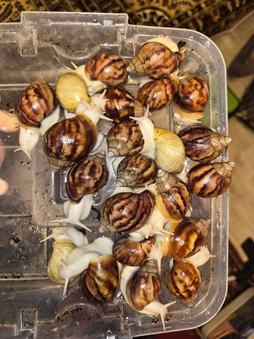 Продам улиток (Ахатины) 4-5 см.