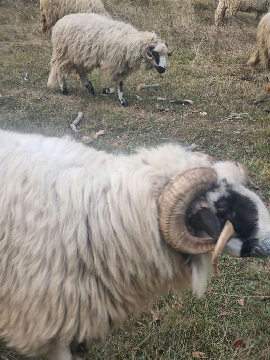 Berbec de montă breaz