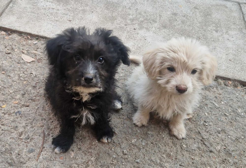 Donez catelusi metis de Bichon