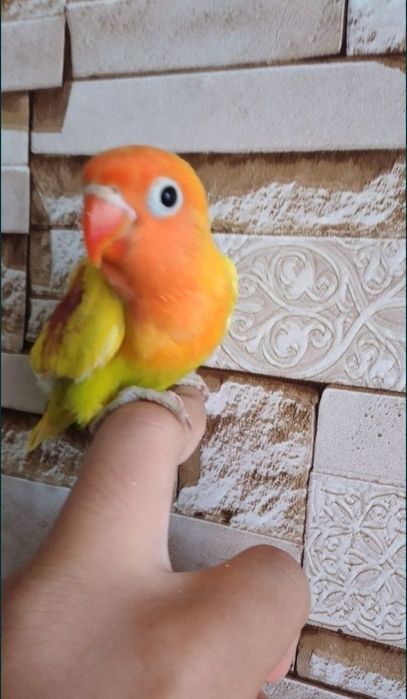 Ручной неразлучник залатистий попугай