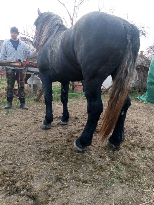 Armăsar Percheron pentru monta