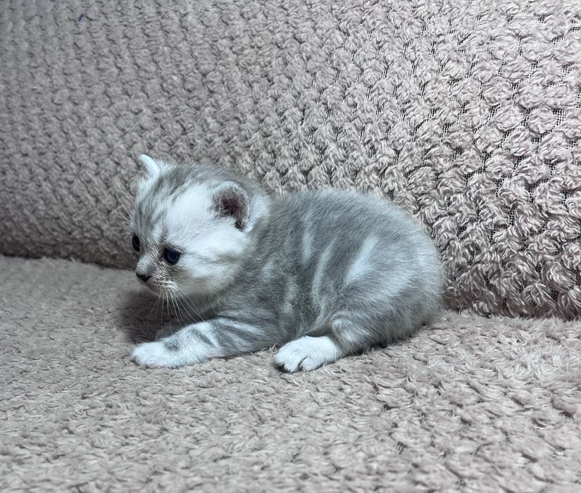 Продам Котят Британцы