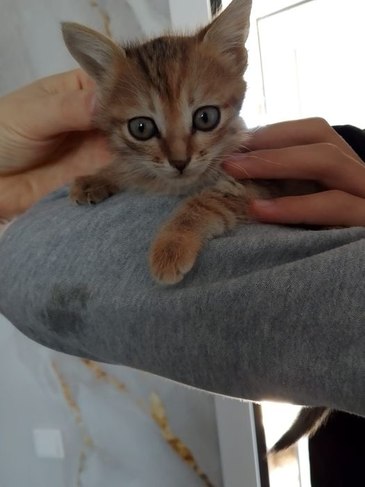 Отдам котят в добрые руки