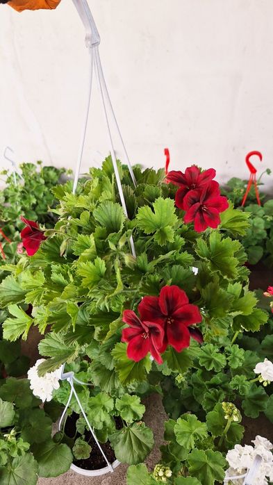 Muscate curgătoare, englezesti, caliope