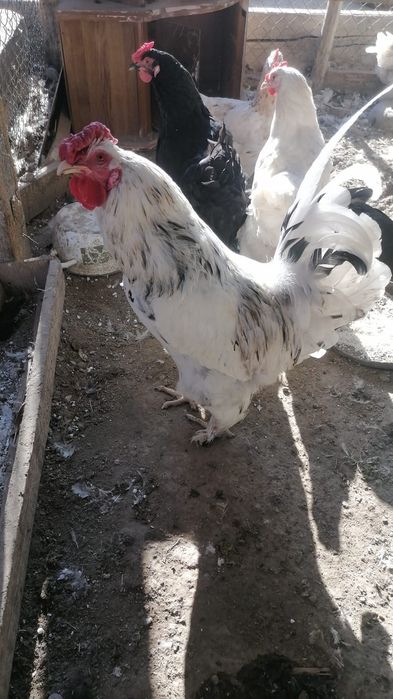 Казакы Кораз 2шт