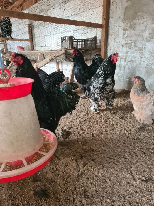 Cocos brahma negru și bobat