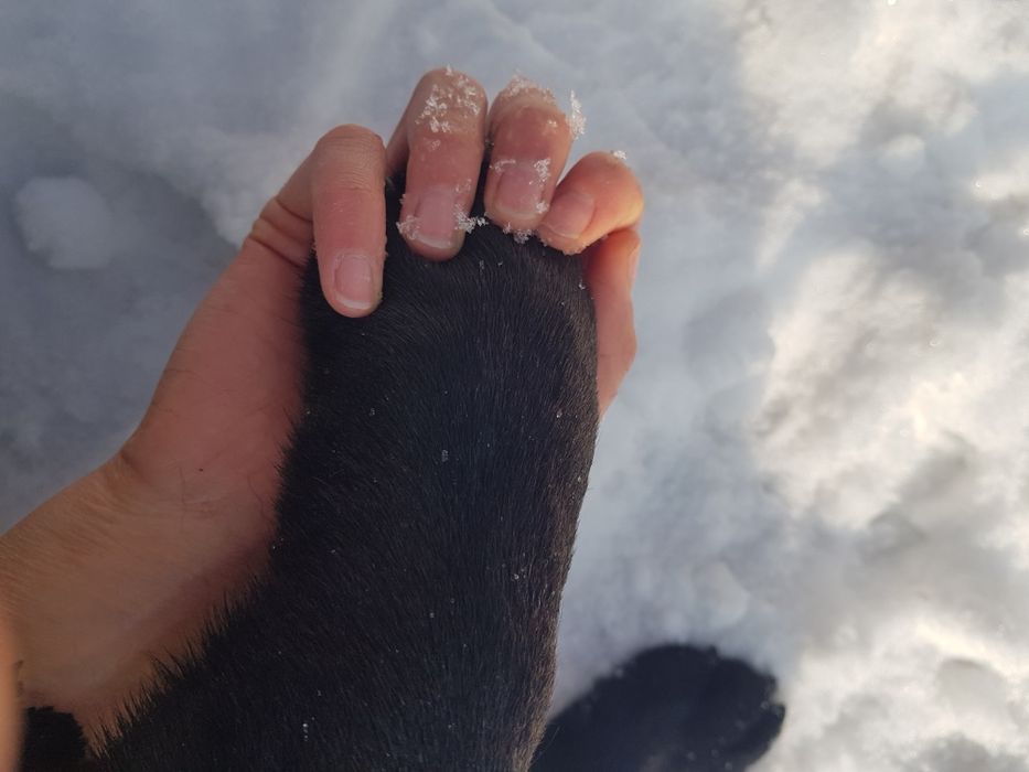 Лабрадор подросток