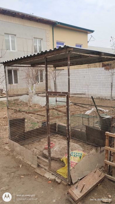 Tovuq katak sotiladi