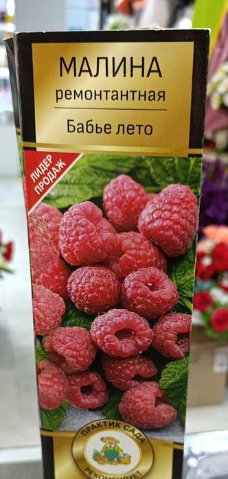 Саженцы малины …