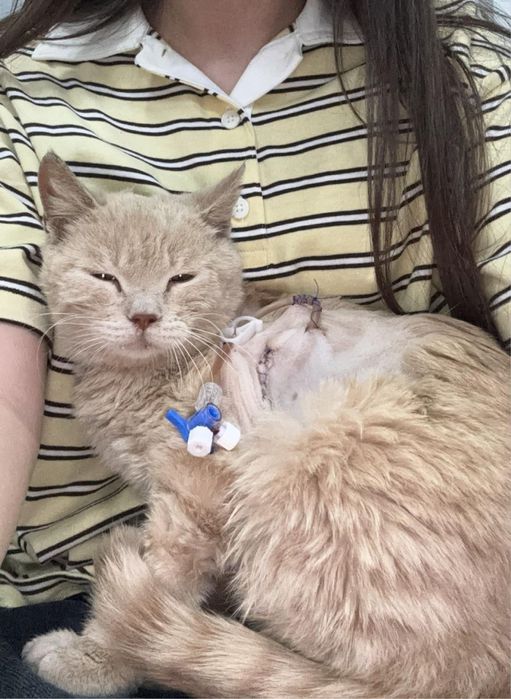 Отдаем котенка в добрые руки