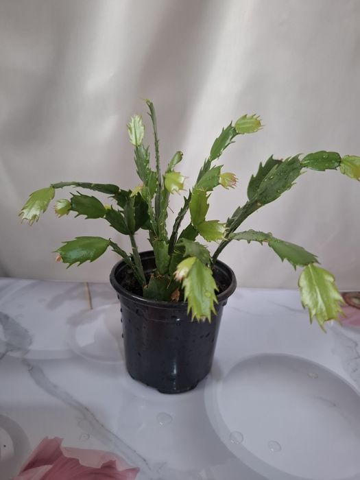 Цветы комнатные 1000т