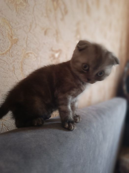 Продам. Кошечка, Скоттиш Фолд