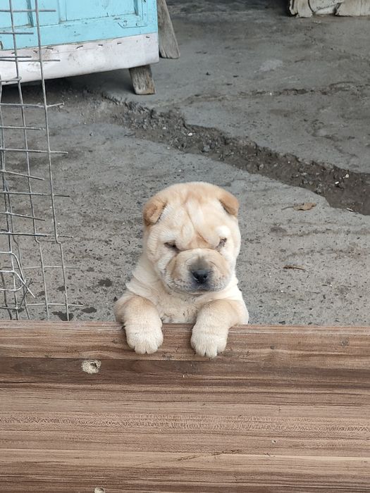 Продаётся взрослые шарпей кобель