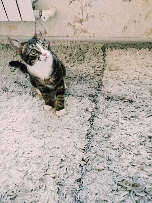 Котёнка уже забрали