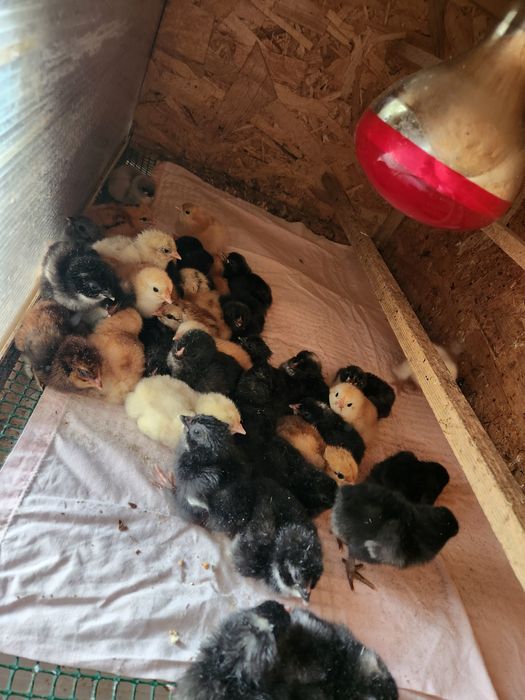 Pui Australorp dar și alte rase de ouă de 2-3 zile sauai mari