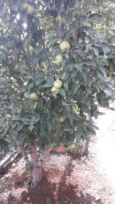 дача со мелиоратор