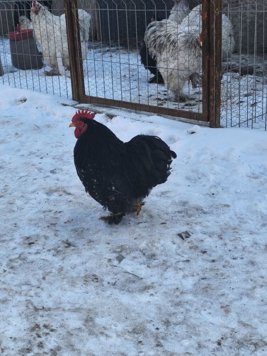 Cocosi cochinchina pitic