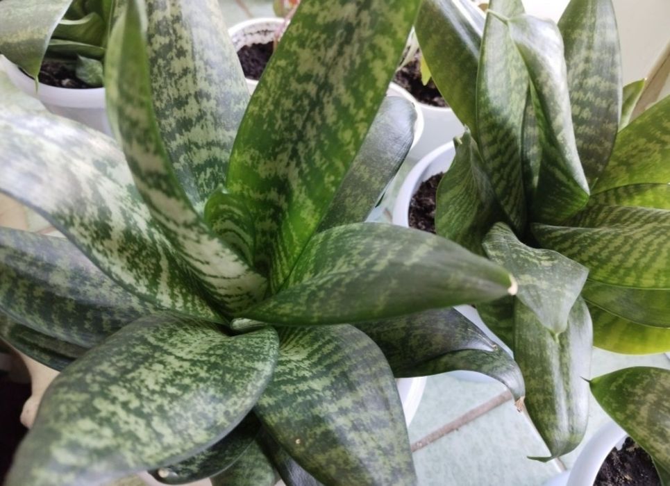 Цветы для дома,офиса.