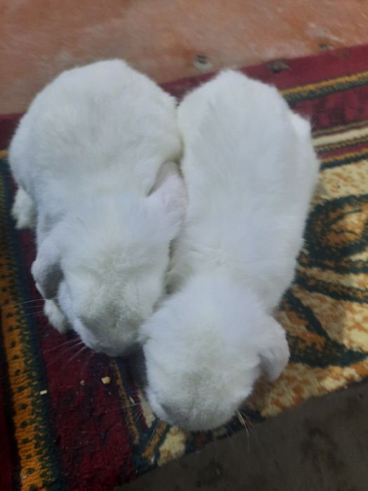 Karlik almaz gazla sotiladi tayyor para