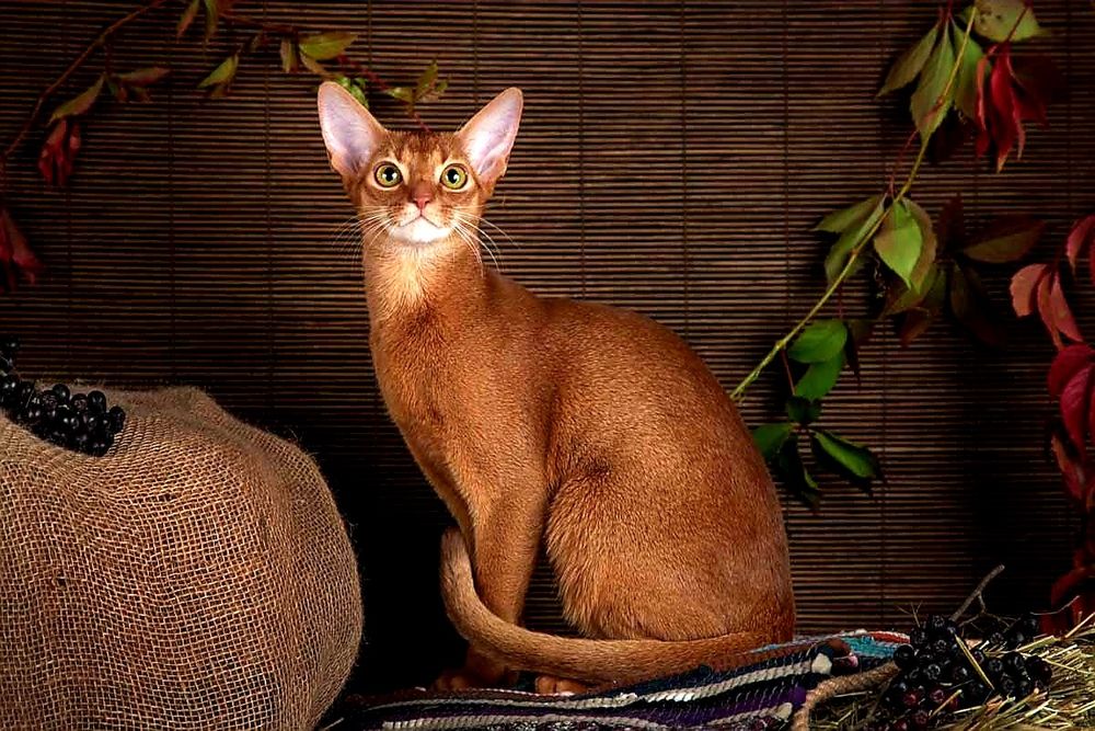 Продажа АБИССИНСКИЕ - kittens